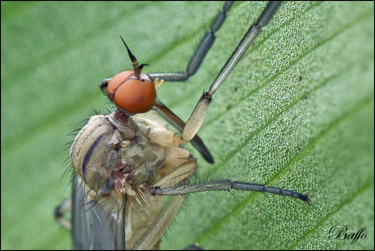 Empididae genere Empis, (forse E. livida)??